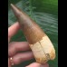 11,3 cm schön erhaltener Zahn des Spinosaurus