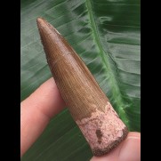 5.8 cm finely grained tooth from Spinosaurus