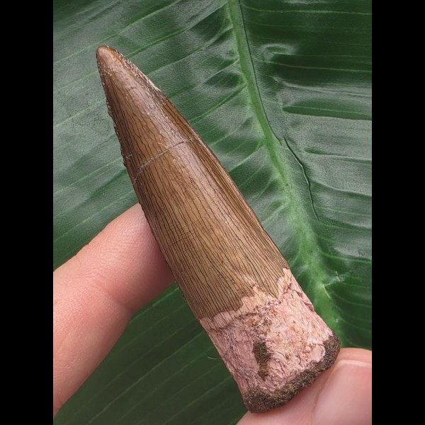 5.8 cm finely grained tooth from Spinosaurus