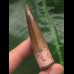 5.8 cm finely grained tooth from Spinosaurus