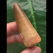 6,5 cm hellbrauner Zahn des Spinosaurus