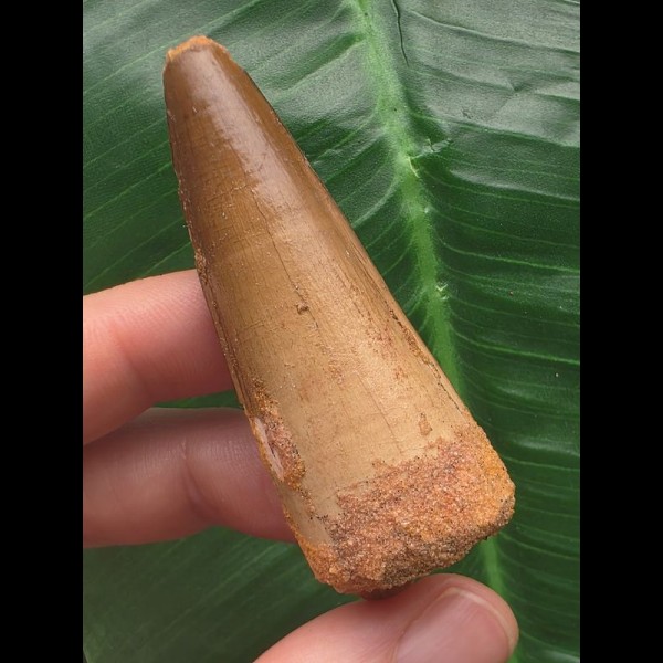 6,5 cm hellbrauner Zahn des Spinosaurus