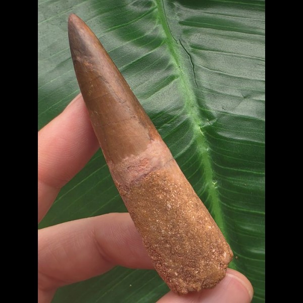 7,3 cm brauner Zahn des Spinosaurus