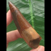 7,8 cm dunkler rotbrauner Zahn des Spinosaurus
