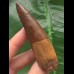7,8 cm dunkler rotbrauner Zahn des Spinosaurus