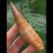 9,5 cm brauner Zahn des Spinosaurus