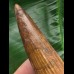 9,5 cm brauner Zahn des Spinosaurus