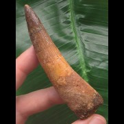 8,5 cm gebogener Zahn des Spinosaurus