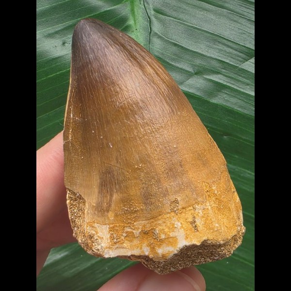 6,0 cm massiver Zahn des Mosasaurus 6,0 cm massiver Zahn des Mosasaurus