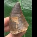 5,7 cm dunkler Zahn des Mosasaurus [D366]