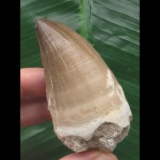 6,8 cm großer und massiver Zahn des Mosasaurus