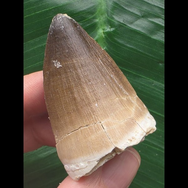 5,0 cm brauner Zahn des Mosasaurus 5,0 cm brauner Zahn des Mosasaurus