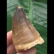 5,6 cm brauner Zahn des Mosasaurus