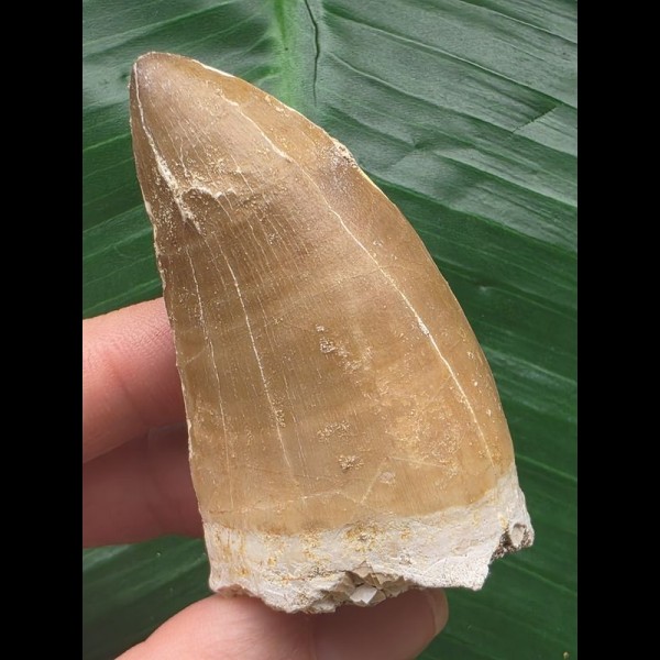 6,4 cm großer heller Zahn des Mosasaurus 6,4 cm großer heller Zahn des Mosasaurus