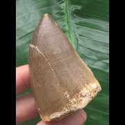 5,9 cm  brauner Zahn des Mosasaurus mit feiner Maserung