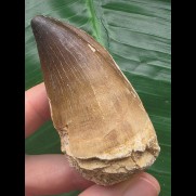 6,5 cm großer brauner Zahn des Mosasaurus [D373]