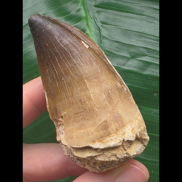 6,5 cm großer brauner Zahn des Mosasaurus [D373]