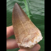 6,1 cm brauner Zahn des Mosasaurus mit feiner Maserung