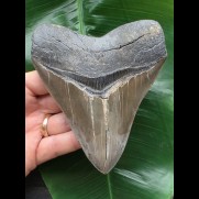 12,5 cm großer beeindruckender Zahn des Megalodon