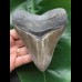 12,5 cm großer beeindruckender Zahn des Megalodon [TX201]