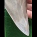 12,5 cm großer beeindruckender Zahn des Megalodon [TX201]