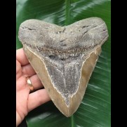 13,0 cm Zahn des Megalodon mit massiver Wurzel