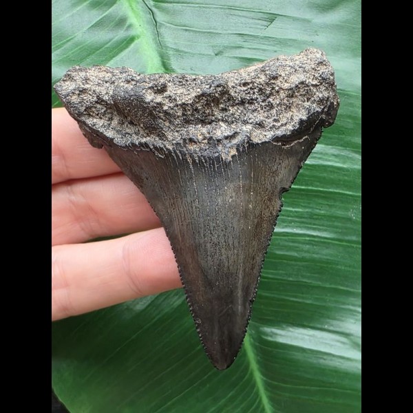 7.8 cm large black tooth from a Carcharocles auriculatus