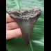 7.8 cm large black tooth from a Carcharocles auriculatus
