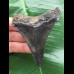 7.8 cm large black tooth from a Carcharocles auriculatus