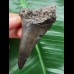 7.8 cm large black tooth from a Carcharocles auriculatus