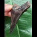 7.8 cm large black tooth from a Carcharocles auriculatus