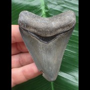 7.5 cm grey-blue sharp tooth from a Megalodon