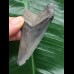 7.5 cm grey-blue sharp tooth from a Megalodon