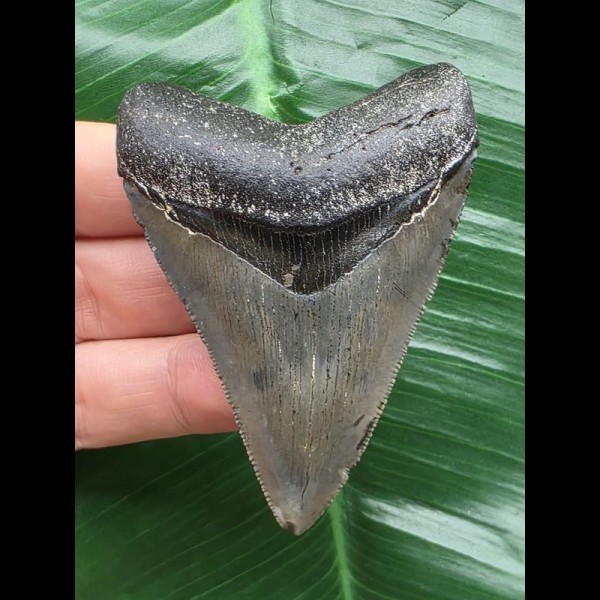 7.1 cm sharp tooth from a Megalodon