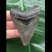7.1 cm sharp tooth from a Megalodon
