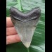 7.1 cm sharp tooth from a Megalodon