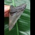 7.1 cm sharp tooth from a Megalodon