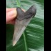 7.1 cm sharp tooth from a Megalodon