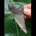 7.1 cm sharp tooth from a Megalodon