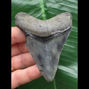 8.1 cm blue tooth from a Megalodon