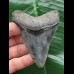 8.1 cm blue tooth from a Megalodon