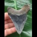 8.1 cm blue tooth from a Megalodon