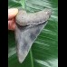 8.1 cm blue tooth from a Megalodon