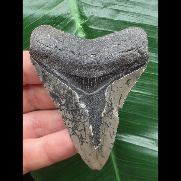 7.9 cm grey tooth from a Megalodon