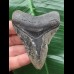 7.9 cm grey tooth from a Megalodon