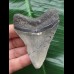 7.9 cm grey tooth from a Megalodon