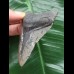7.9 cm grey tooth from a Megalodon