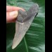 7.9 cm grey tooth from a Megalodon