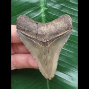 6,9 cm scharfer Zahn des Megalodon