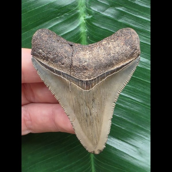 6,9 cm scharfer Zahn des Megalodon